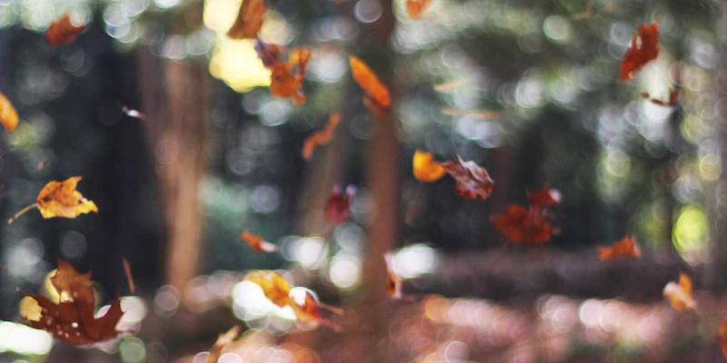 青岛冬季花园常绿植物选择与景观维护要点：专业园艺工具与养护指南