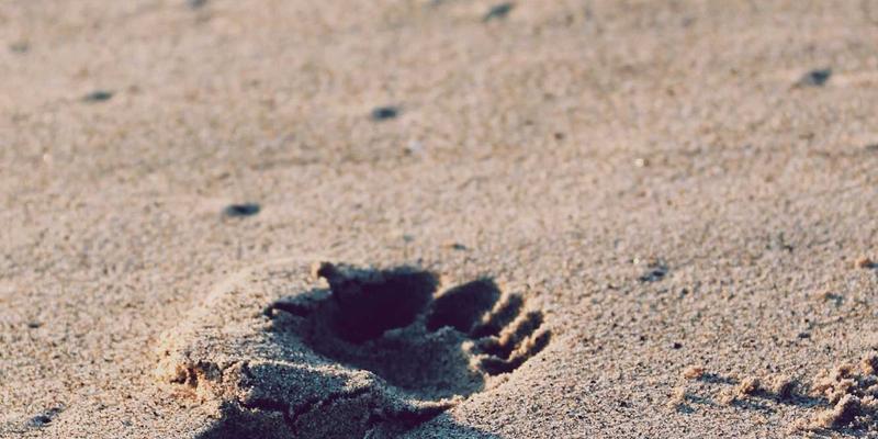 青岛屋顶花园防水与承重施工全攻略：从园艺工具到植物养护的完整设计指南