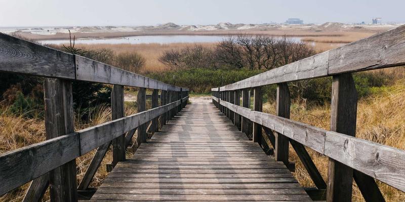 青岛樱花后花园养护全攻略：延长花期与复壮修剪的专业要点