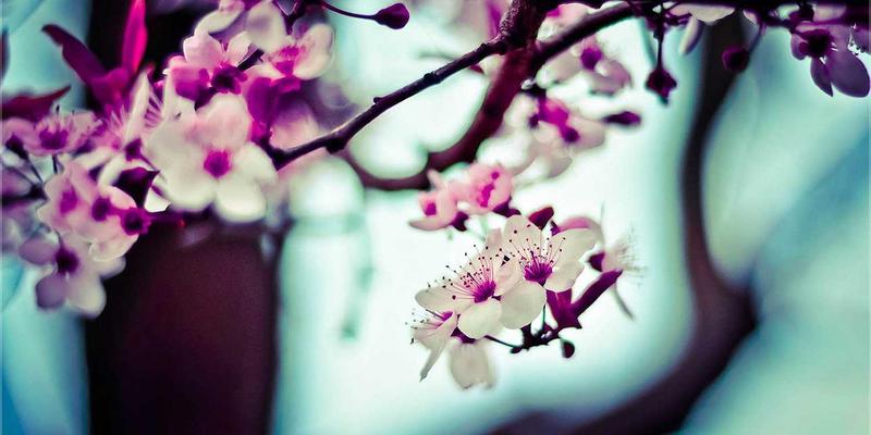 青岛海滨盐碱地绿化指南：精选耐盐植物与专业园艺工具推荐